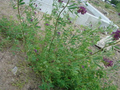 Medicago sativa