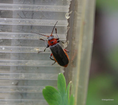 Cantharis rustica