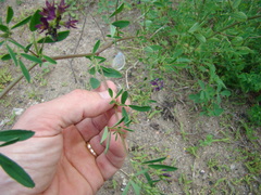 Medicago sativa