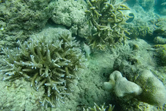 Epinephelus fasciatus