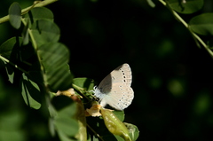 Iolana iolas