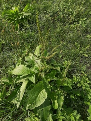 Rumex obtusifolius