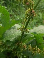Rumex obtusifolius
