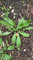 Plantago urvillei