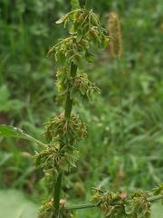Rumex obtusifolius