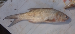 Polydactylus