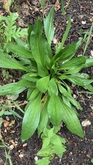 Plantago urvillei
