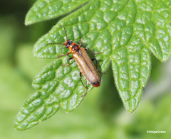Cantharis rufa