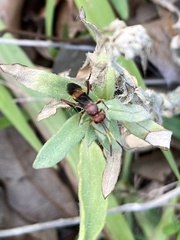 Trogomorpha arrogans