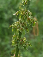 Rumex obtusifolius