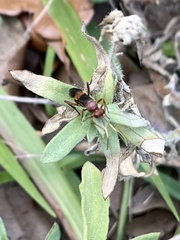 Trogomorpha arrogans