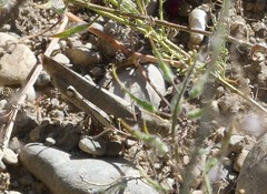 Anacridium aegyptium