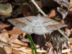 Petrophora subaequaria