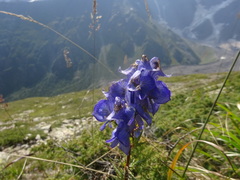 Aconitum nasutum