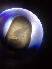 Hemiclepsis marginata