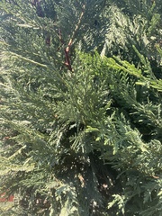 Cupressus × leylandii