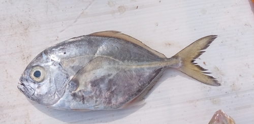 Whitemouth jack (Uraspis uraspis) — Carangidae