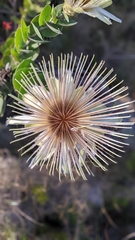 Protea aurea potbergensis
