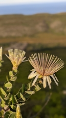 Protea aurea potbergensis