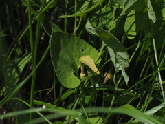 Aristolochia pallida