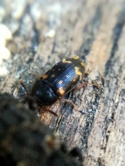 Mycetophagus atomarius