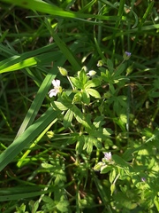 Geranium pusillum
