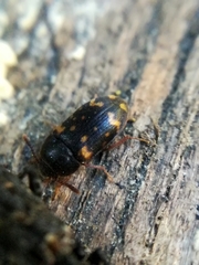Mycetophagus atomarius