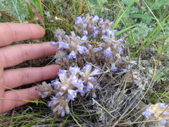 Phelipanche caesia