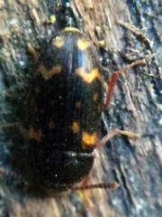 Mycetophagus atomarius