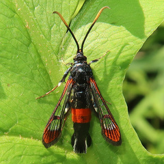 Synanthedon bolteri