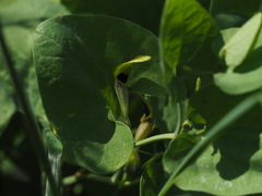 Aristolochia pallida