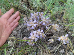 Phelipanche caesia