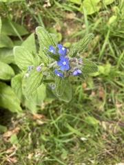Pentaglottis sempervirens