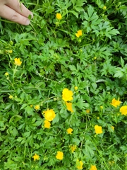 Ranunculus repens