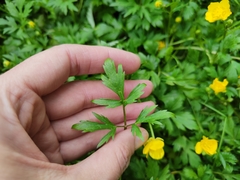 Ranunculus repens