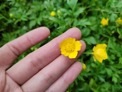 Ranunculus repens