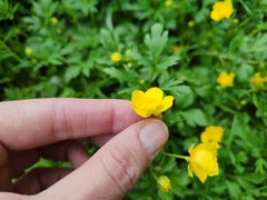 Ranunculus repens