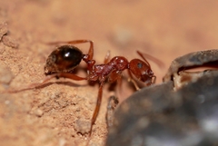 Aphaenogaster uinta