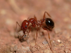 Aphaenogaster uinta