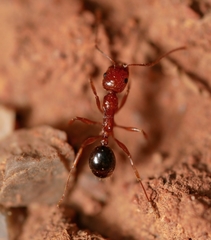 Aphaenogaster uinta
