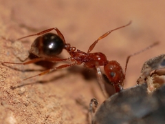 Aphaenogaster uinta