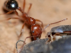 Aphaenogaster uinta