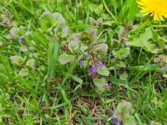 Glechoma hederacea