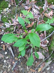 Solidago arguta arguta