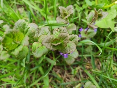 Glechoma hederacea
