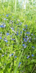 Veronica chamaedrys