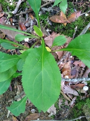 Solidago arguta arguta
