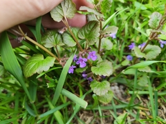Glechoma hederacea