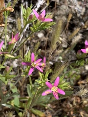 Zeltnera trichantha