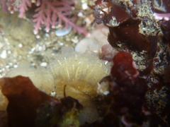 Clavelinidae